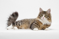 Picture of Norwegian Forest resting, Brown Mackerel Tabby & White