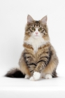 Picture of Norwegian Forest sitting down, Brown Mackerel Tabby & White