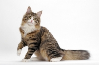 Picture of Norwegian Forest sitting down, Brown Mackerel Tabby & White
