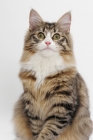 Picture of Norwegian Forest staring, Brown Mackerel Tabby & White
