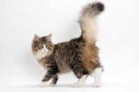 Picture of Norwegian Forest tail up, Brown Mackerel Tabby & White