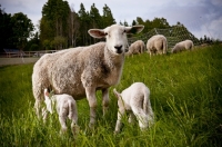 Picture of Norwegian White Sheep and her lambs