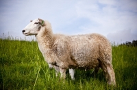 Picture of Norwegian White Sheep in field