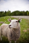 Picture of Norwegian White Sheep, portrait