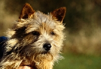 Picture of norwich terrier head portrait