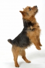 Picture of Norwich Terrier jumping up on white background