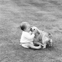 Picture of norwich terrier licking a baby's face