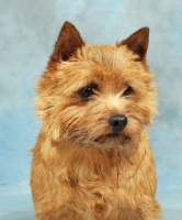 Picture of Norwich Terrier on blue background