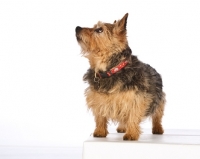 Picture of norwich terrier on white background