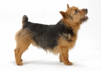 Picture of Norwich Terrier on white background
