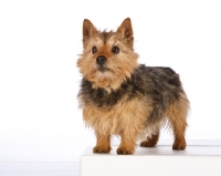 Picture of norwich terrier on white background