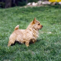 Picture of norwich terrier standing on grass