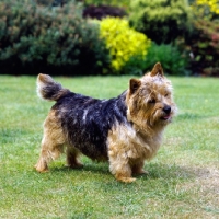 Picture of norwich terrier, undocked, standing on grass
