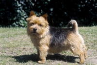Picture of norwich terrier