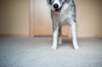 Picture of Nose and legs of blue merle Australian Shepherd indoors.