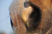 Picture of nostril close up