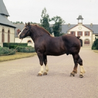 Picture of Notaire, Breton, trait postier Breton lourd