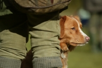 Picture of nova sbcotia duck toller  behind man