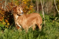 Picture of nova scotia duck toller in autumn