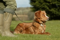 Picture of nova scotia duck toller near wellies