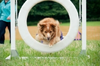 Picture of Nova Scotia Duck Tolling Retriever 