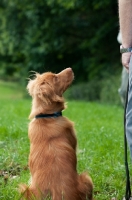 Picture of Nova Scotia Duck Tolling Retriever looking up at owner