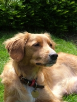 Picture of Nova Scotia Duck Tolling Retriever