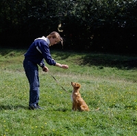 Picture of nova scotia duck tolling retriever puppy training command 'sit'