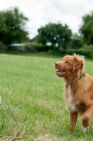 Picture of Nova Scotia Duck Tolling Retriever 