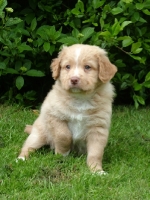 Picture of Nova Scotia Duck Tolling Retriever