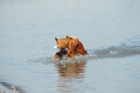 Picture of nova scotia duck tolling retriever retrieving toy from water