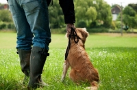 Picture of Nova Scotia Duck Tolling Retriever with owner