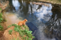 Picture of Nova Scotia Duck Tolling Retriever near river