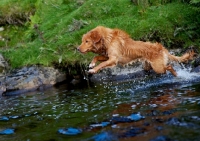Picture of Nova Scotia Duck Tolling Retriever running though river