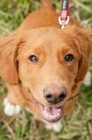 Picture of Nova Scotia Duck Tolling Retriever close up