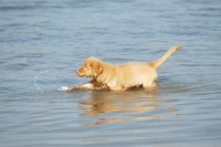 Picture of nova scotia duck tolling retriever puppy first time in water