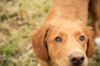 Picture of Nova Scotia Duck Tolling Retriever