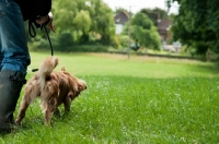 Picture of Nova Scotia Duck Tolling Retriever walking next to owner