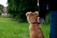 Picture of Nova Scotia Duck Tolling Retriever with owner
