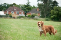 Picture of Nova Scotia Duck Tolling Retriever in field near house