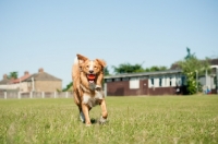 Picture of Nova Scotia Duck Tolling Retriever retrieving