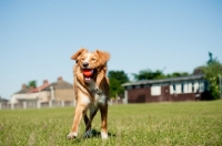 Picture of Nova Scotia Duck Tolling Retriever retrieving ball