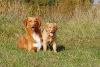 Picture of nova scotia duck tolling retriever with her puppy