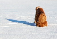 Picture of Nova Scotia Duck Tolling Retriever sticking head into snow