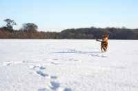 Picture of Nova Scotia Duck Tolling Retriever running in snowy field