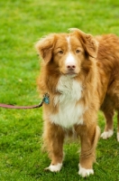 Picture of Nova Scotia Duck Tolling Retriever on lead