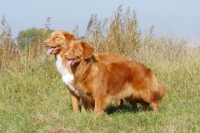 Picture of nova scotia duck tolling retriever