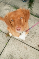 Picture of Nova Scotia Duck Tolling Retriever on paving