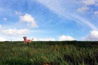 Picture of Nova Scotia Duck Tolling Retriever puppy standing in field