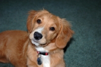 Picture of Nova Scotia Duck Tolling Retriever